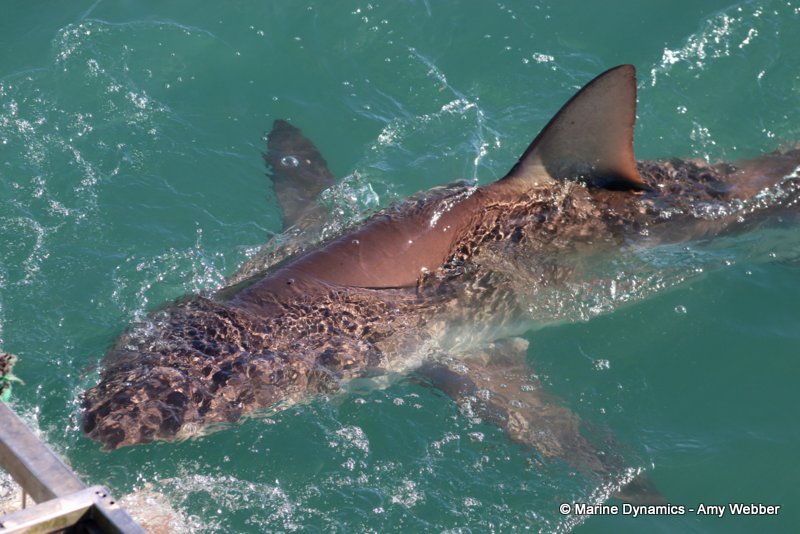 Bronze whaler shark, South Africa