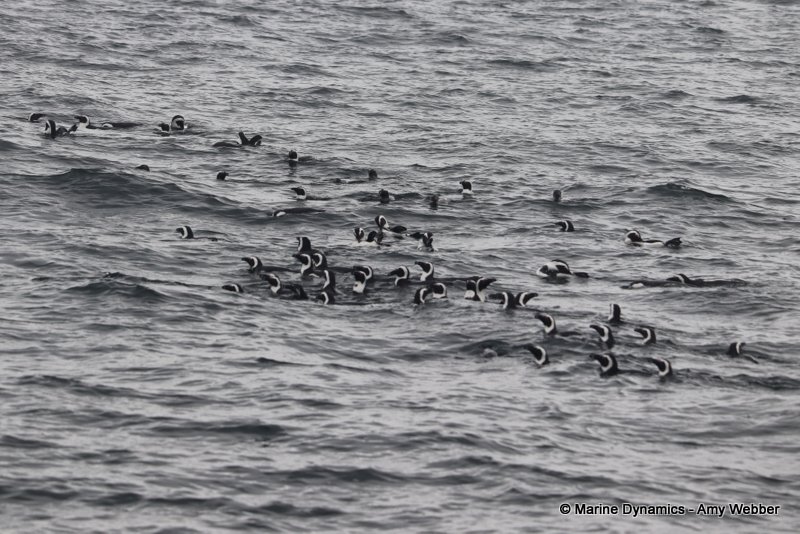 Shark Cage Diving, South Africa, African Penguin raft