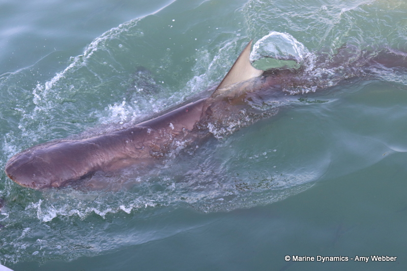 Shark cage diving, South Africa, Bronze whaler shark