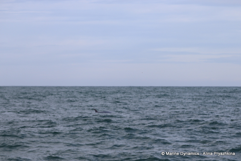 Shark Cage Diving, South Africa, Bryde's whale