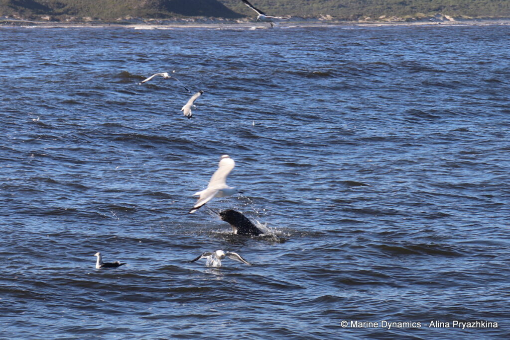 Shark Cage Diving, Gansbaai, South Africa, Cape Fur seal