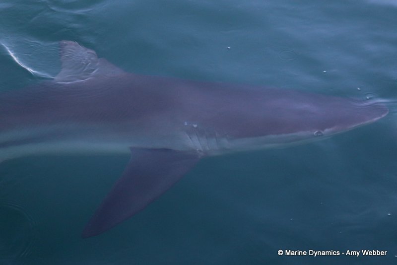 Bronze whaler shark, South Africa