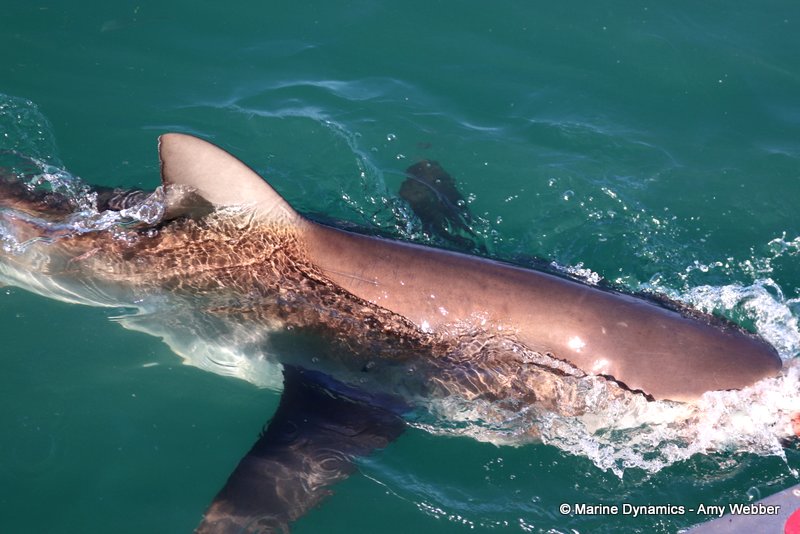 Bronze whaler shark, South Africa