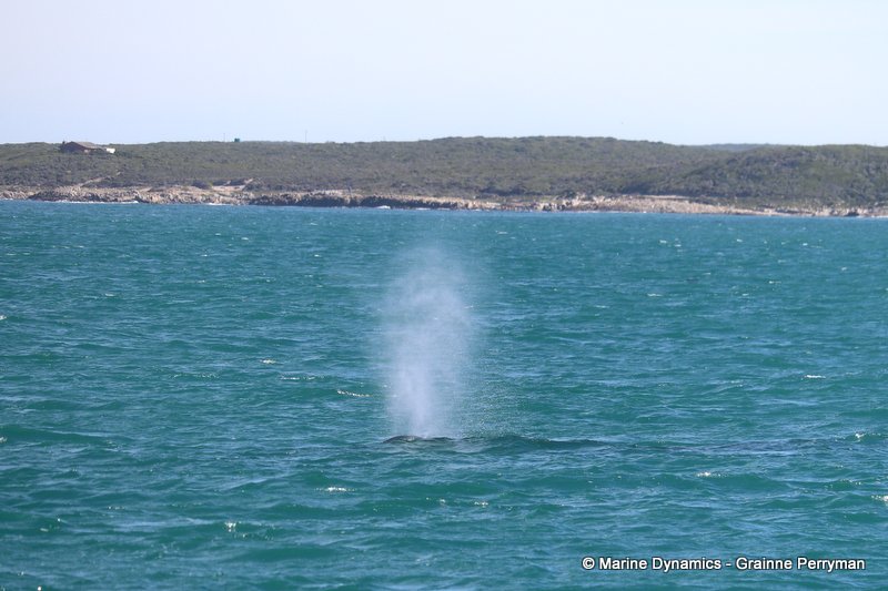 Humpback whale, South Africa