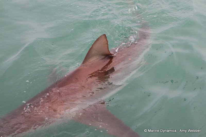 Bronze whaler shark, South Africa