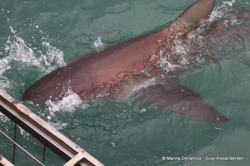 Bronze whaler shark, South Africa