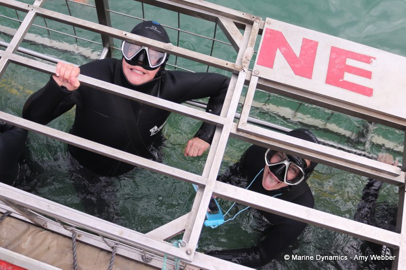 Shark cage diving, South Africa