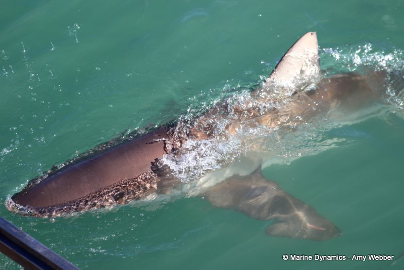 Bronze whaler shark, South Africa