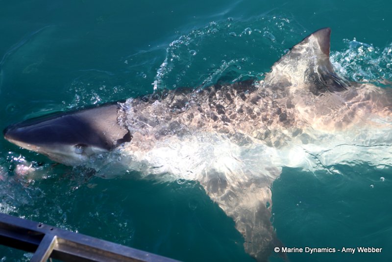 Bronze whaler shark, South Africa