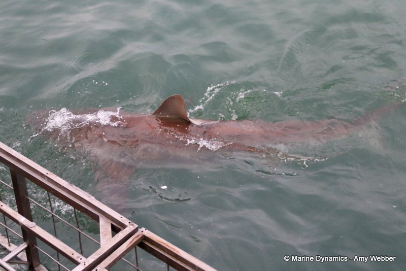 Bronze whaler sharks, South Africa