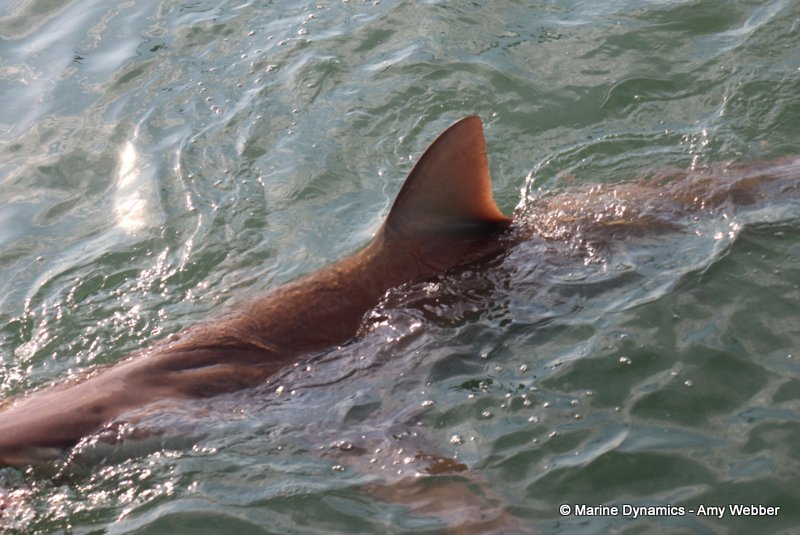 Shark Cage Diving, South Africa, Bronze whaler sharks