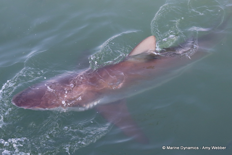 Shark cage diving, South Africa, Bronze whaler shark