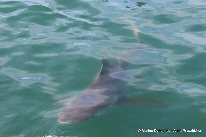 Shark Cage Diving, South Africa, Bronze whaler