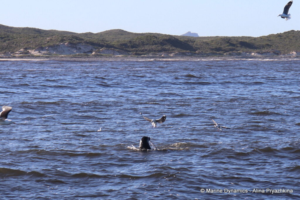 Shark Cage Diving, Gansbaai, South Africa, Cape Fur seal