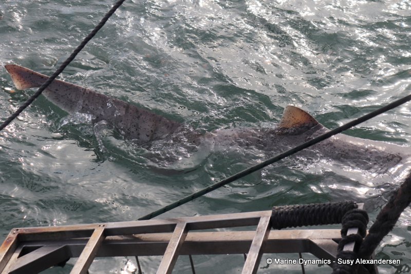 Shark Cage Diving, South Africa, Broadnose sevengill