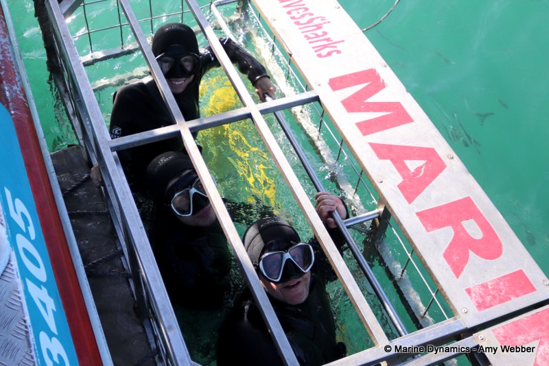 Shark Cage Diving, South Africa