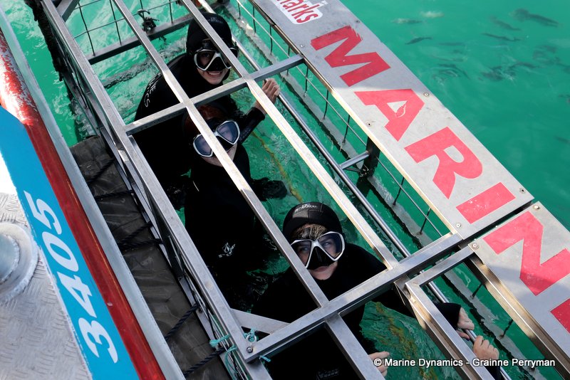 Shark cage diving, South Africa