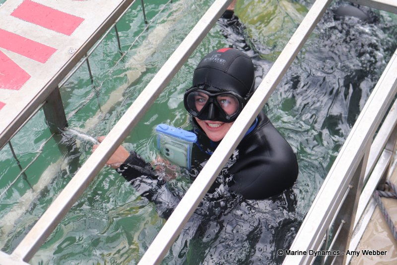 Shark cage diving, South Africa
