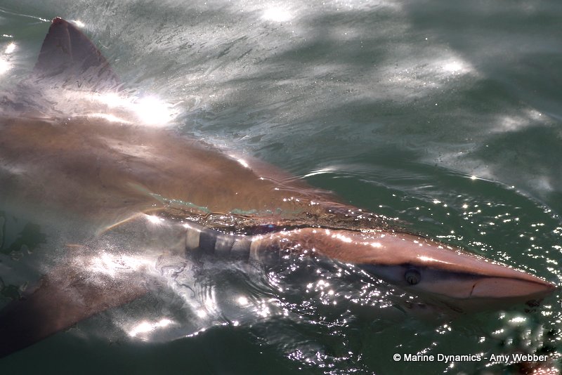 Bronze whaler shark, South Africa