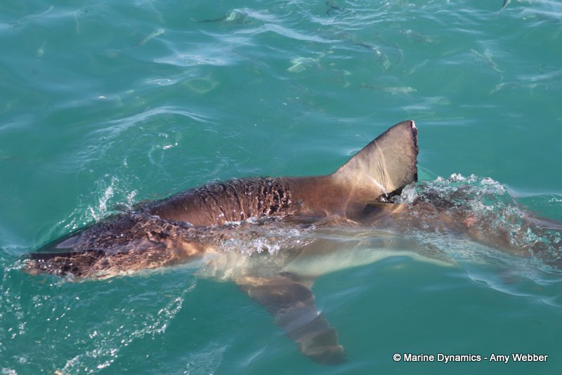 Bronze whaler shark, South Africa