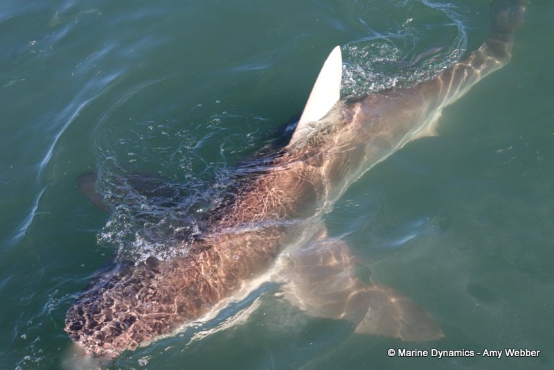 Bronze whaler shark, South Africa