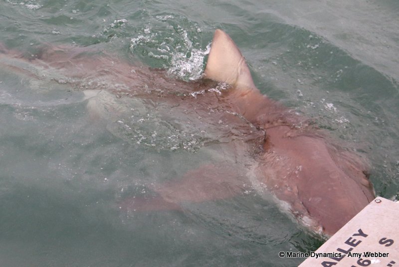 Bronze whaler sharks, South Africa