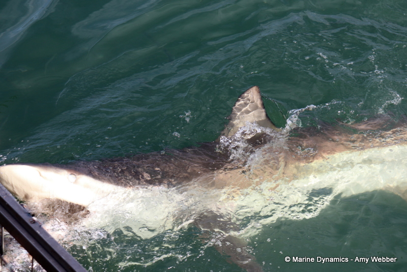 Shark Cage Diving, South Africa, Bronze whaler shark