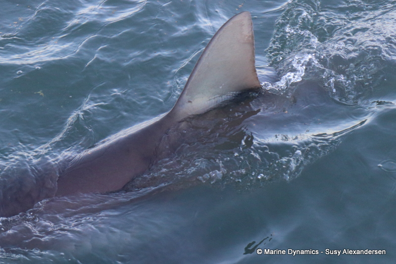 Bronze whaler shark, South Africa