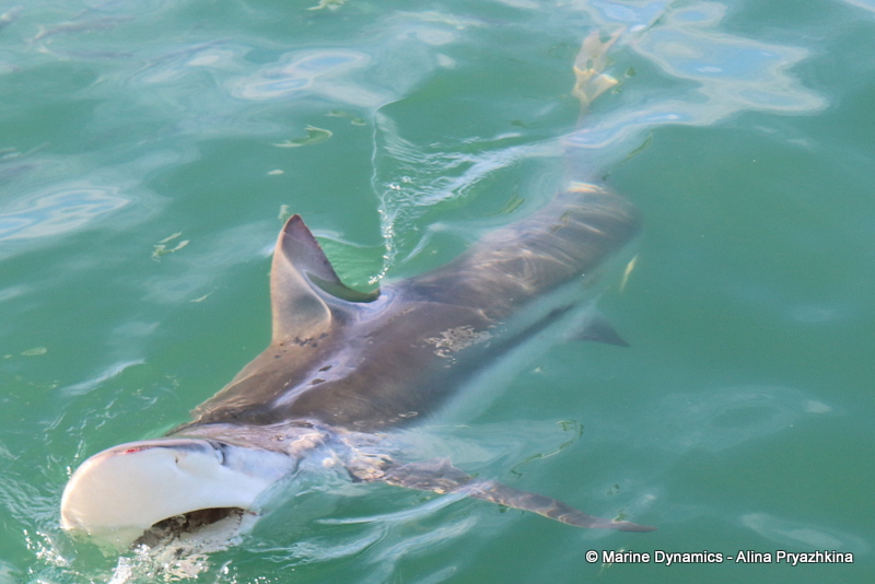 Shark Cage Diving, South Africa, Bronze whaler