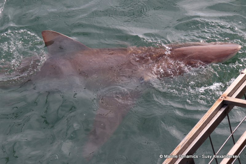 Shark Cage Diving, South Africa, Bronze whaler shark
