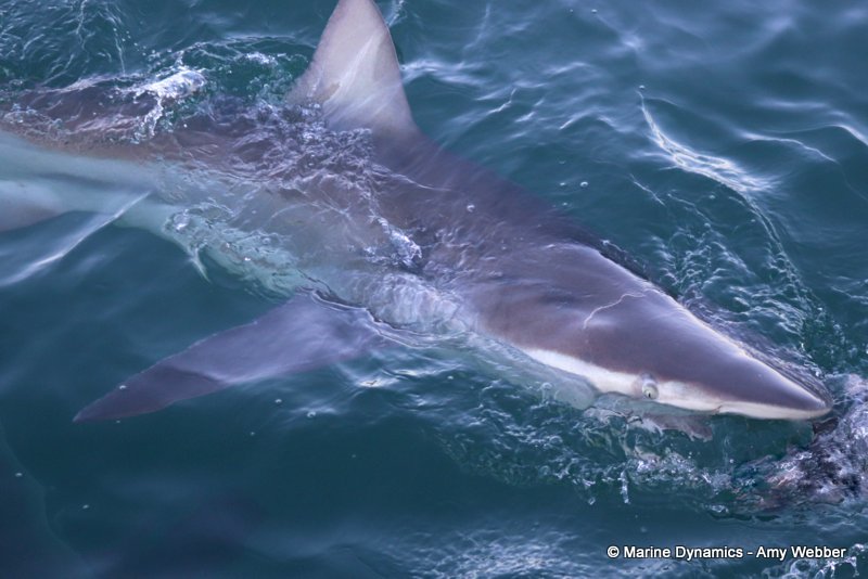 Bronze whaler shark, South Africa