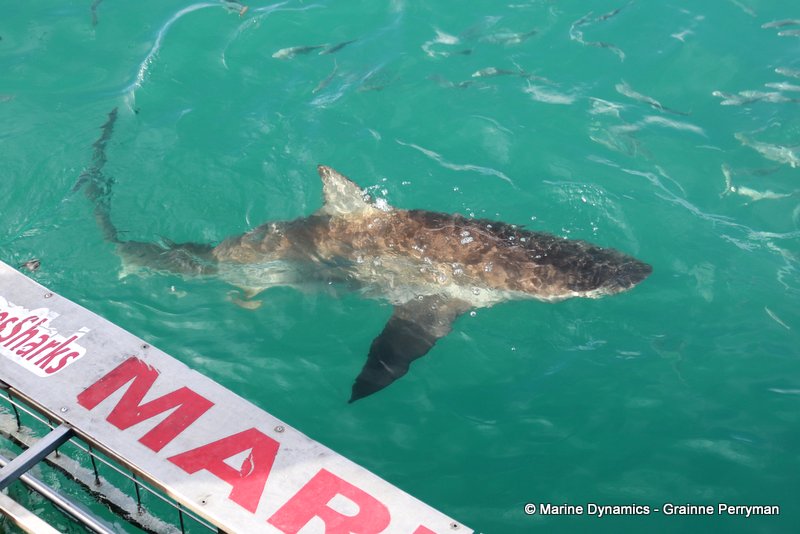Bronze whaler shark, South Africa