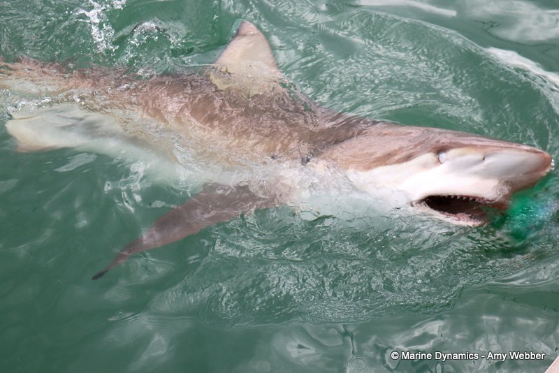 Shark cage diving, South Africa