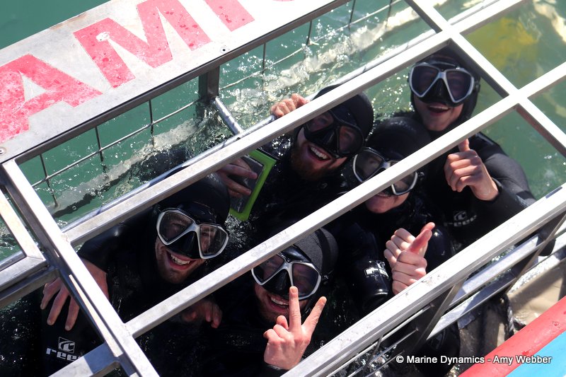Shark cage diving, South Africa