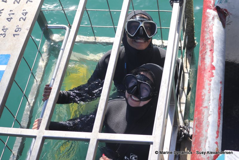 Shark cage diving, South africa