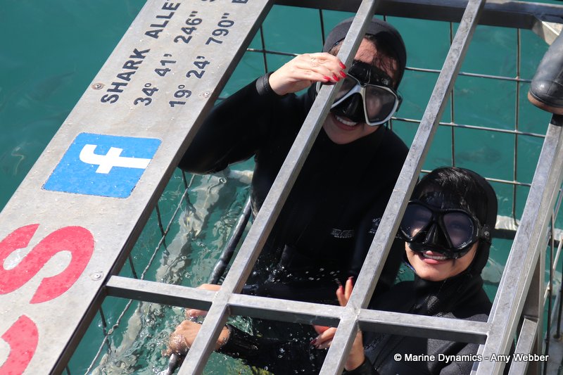 Shark cage diving, South Africa
