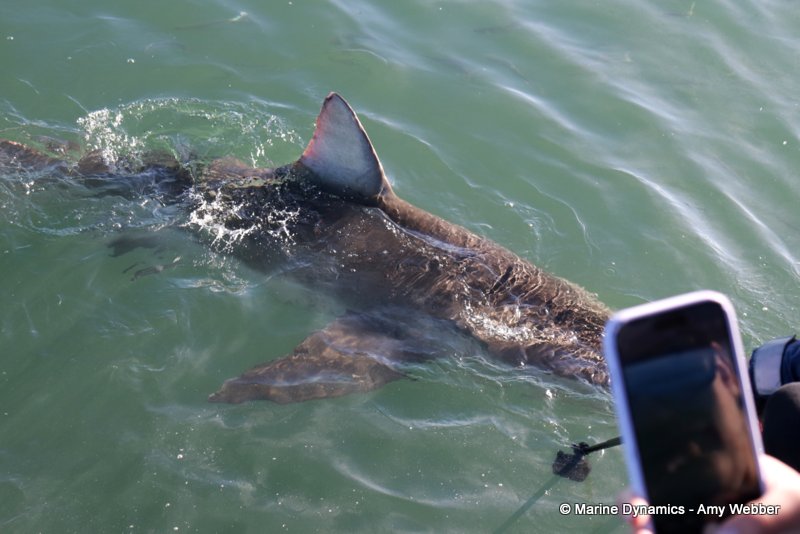 Bronze whaler shark, South Africa