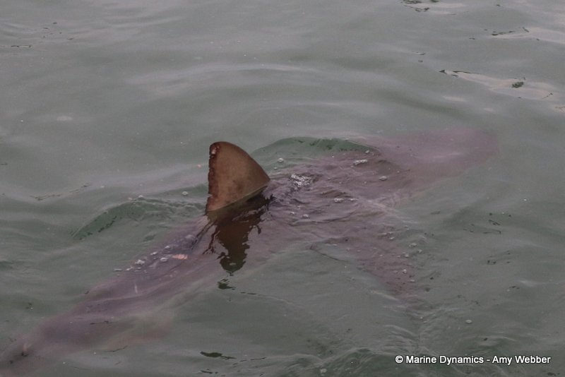 Bronze whaler sharks, South Africa
