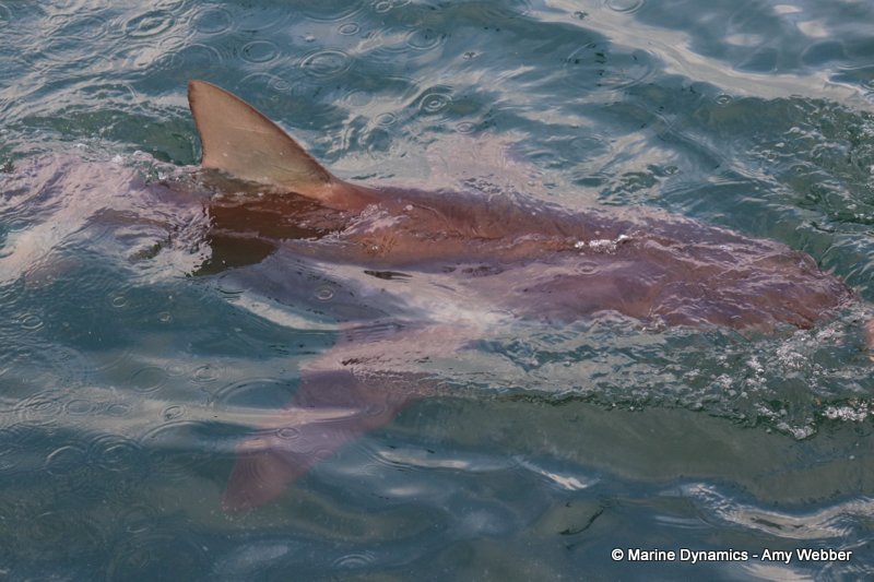Shark Cage Diving, South Africa, Bronze whaler shark