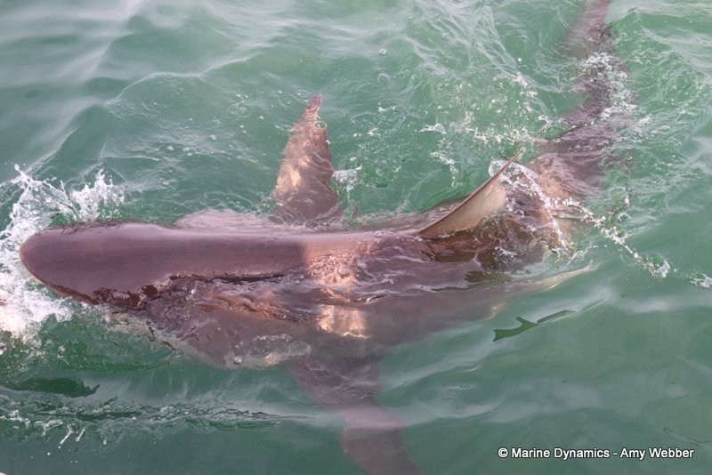 Bronze whaler sharks, South Africa