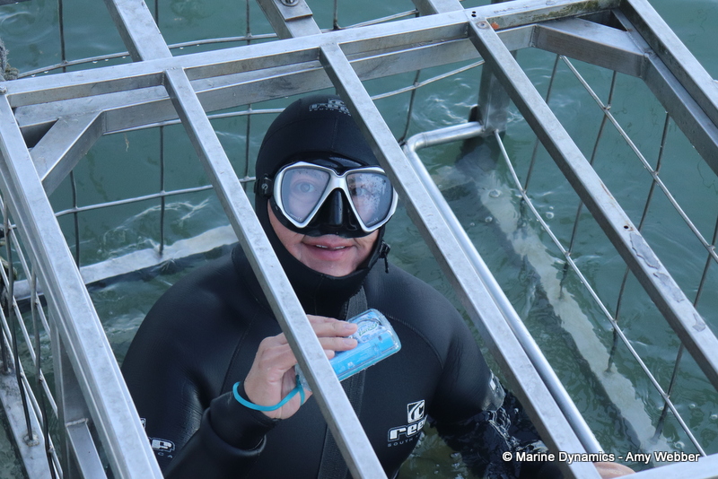 Shark cage diving, Gansbaai, South Africa