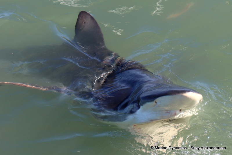 Shark Cage Diving, South Africa, Bronze whaler shark