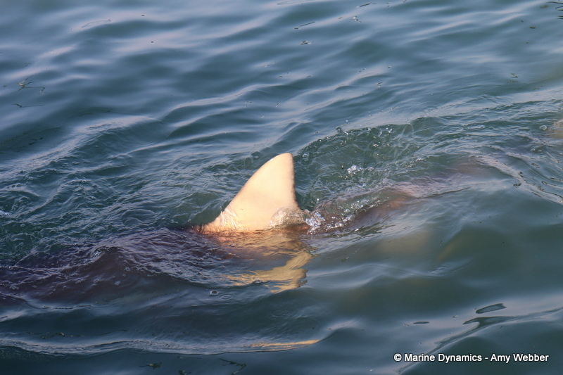Shark cage diving, South Africa, Bronze whaler shark