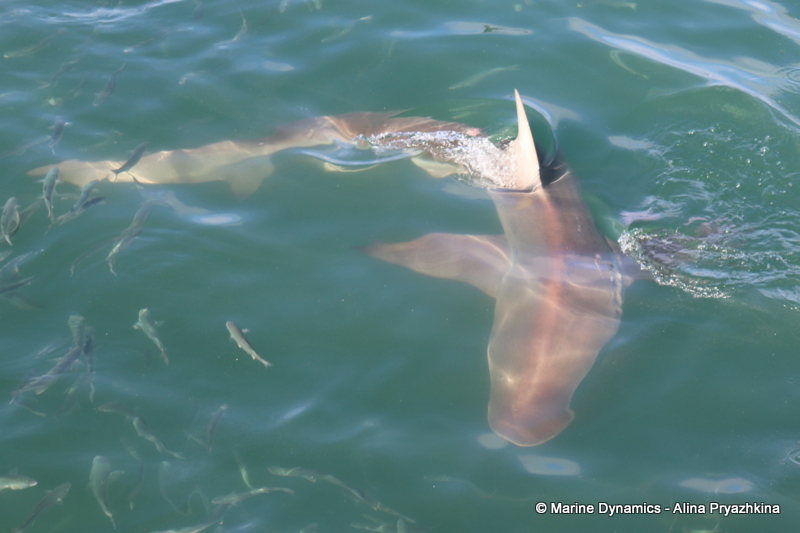 Shark Cage Diving, South Africa, Bronze whaler