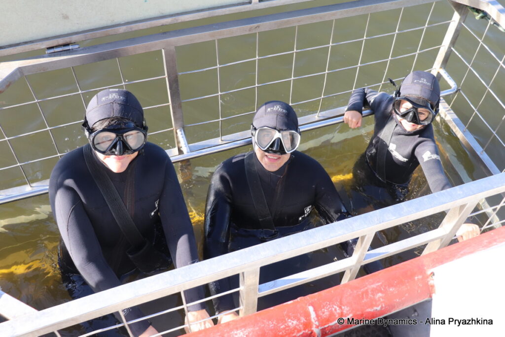 Shark Cage Diving, Gansbaai, South Africa
