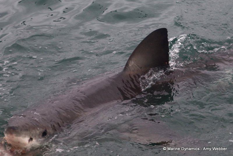 Great white shark, South Africa