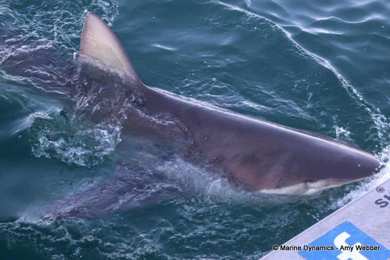 Bronze whaler shark, South Africa