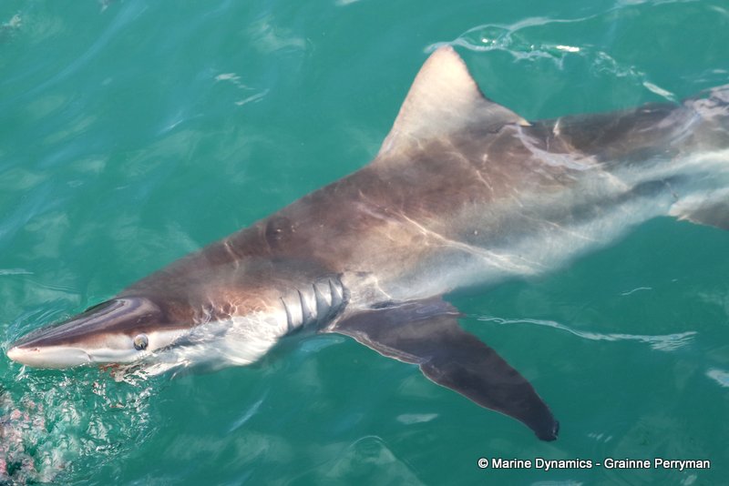 Bronze whaler shark, South Africa