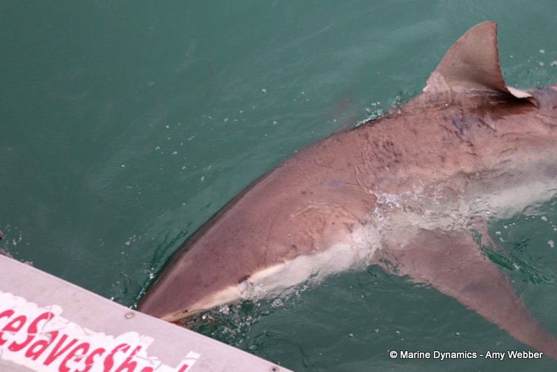Bronze whaler shark, South Africa