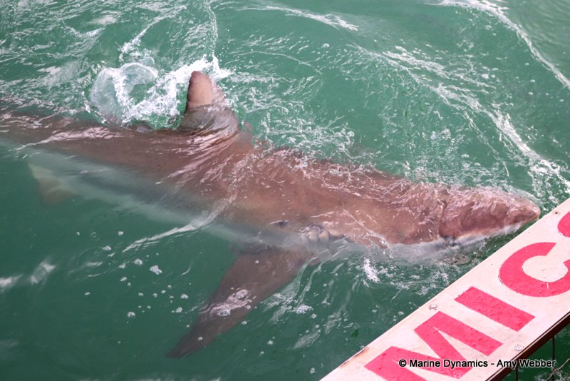 Shark cage diving, South Africa